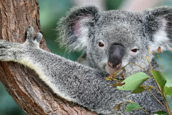 Koala holding a tree branch looking at gum leaves.