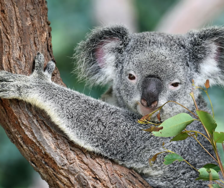 Koala holding a tree branch looking at gum leaves.