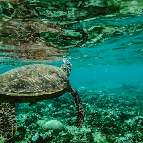 Turtle swimming in the Great Barrier Reef