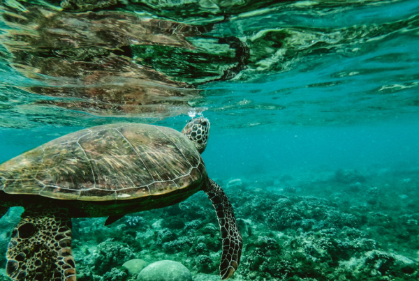 Turtle swimming in the Great Barrier Reef