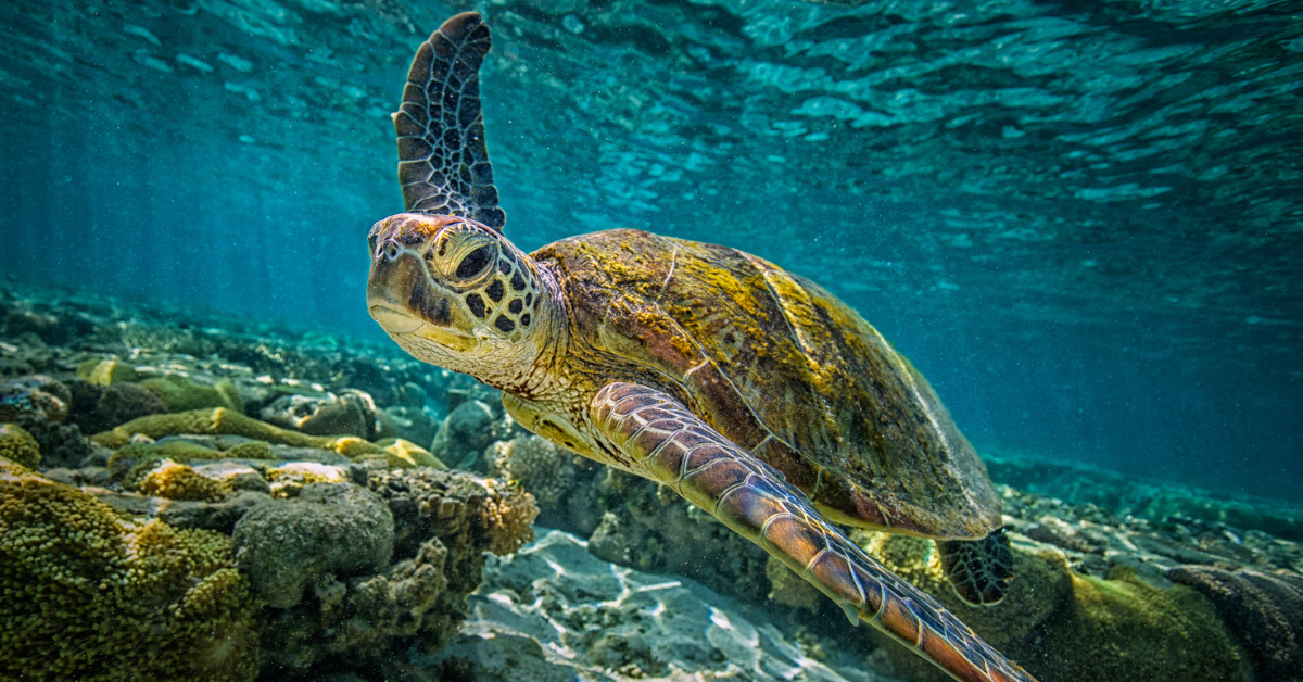 Turtle, Great Barrier Reef, Nursing Recruitment