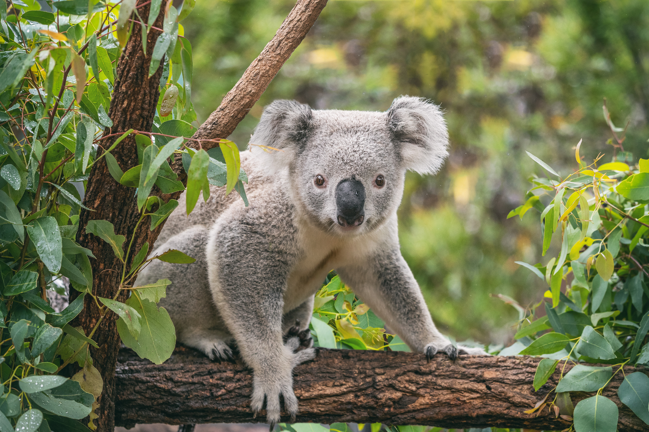 koala, gold coast.