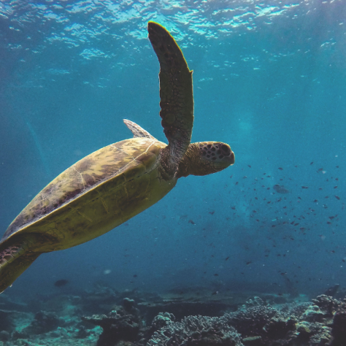 Australian Wildlife, Green Turtle