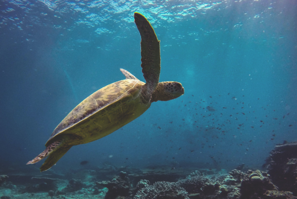 Australian Wildlife, Green Turtle