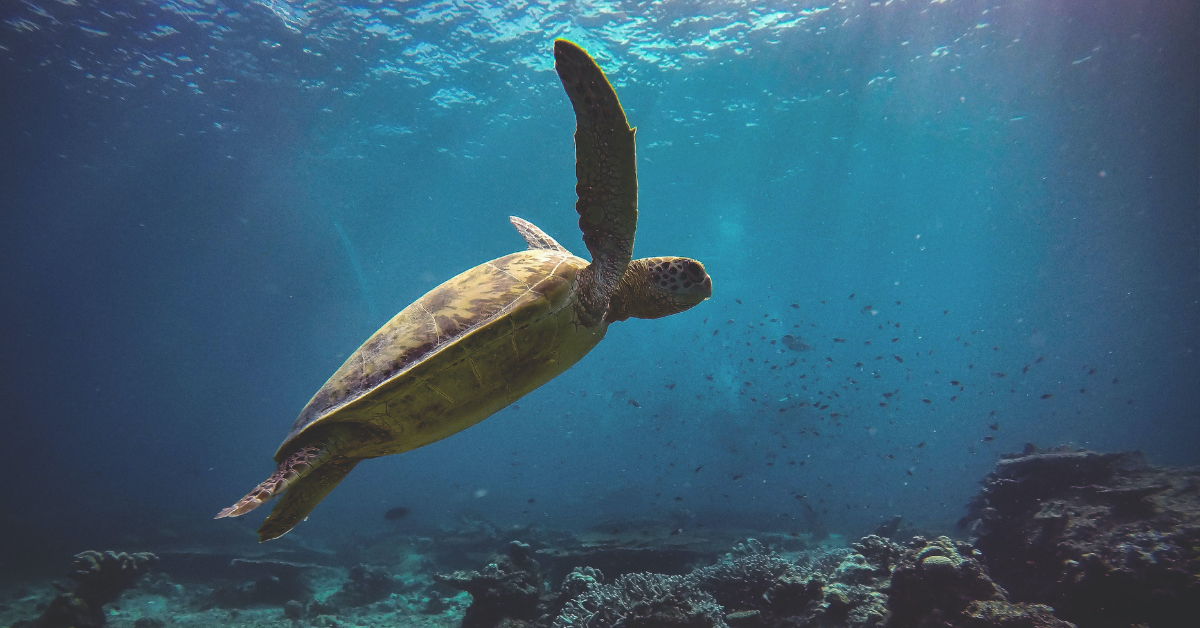 Australian Wildlife, Green Turtle