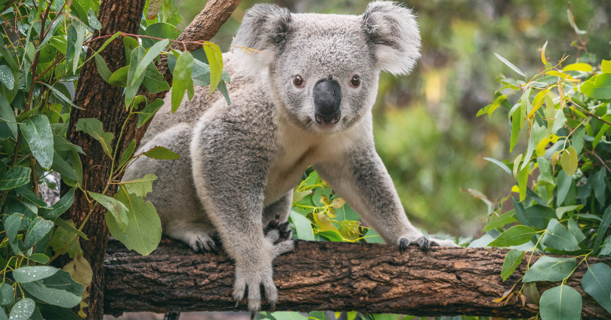 Lone Pine Koala Sanctuary.