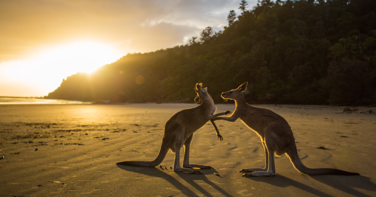 Nursing Careers Australia. Australia, Kangaroos