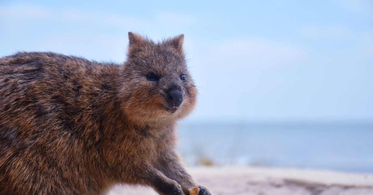 Australian Wildlife, Quokka