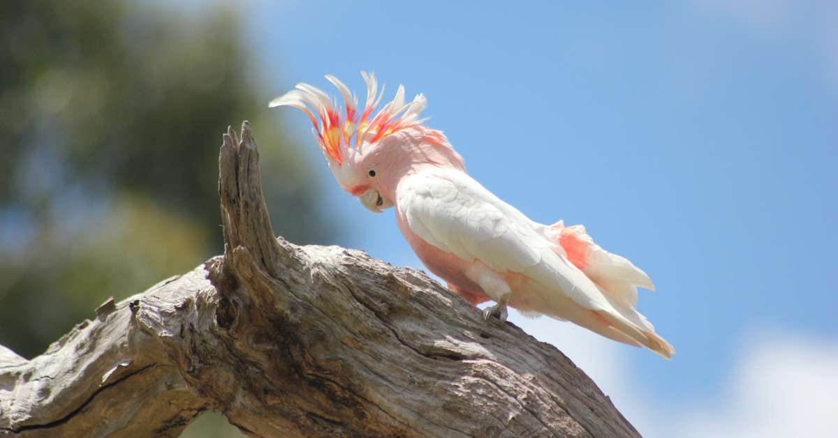 Australian Wildlife,