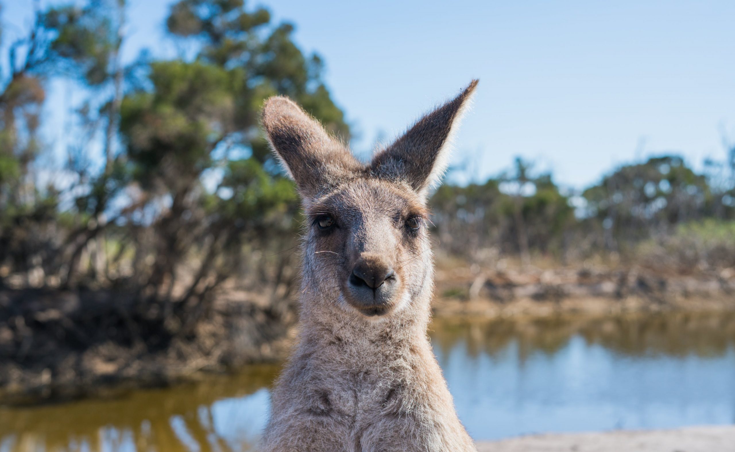 10 reason why australi is amazing. Nursing Careers.